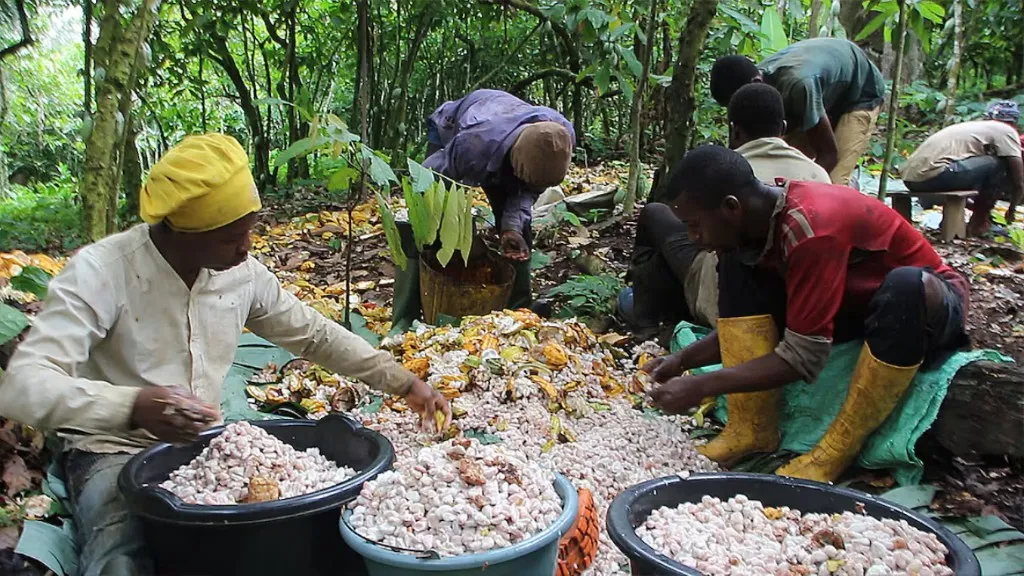 Écabossage des fèves de cacao en plantation