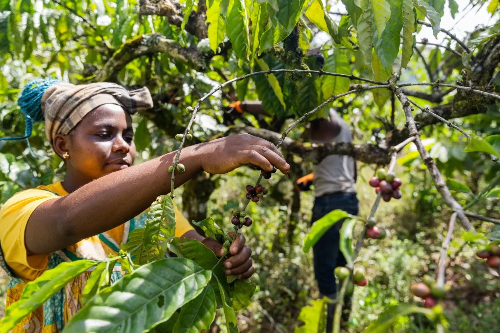 Récolte des cerises de café en plantation