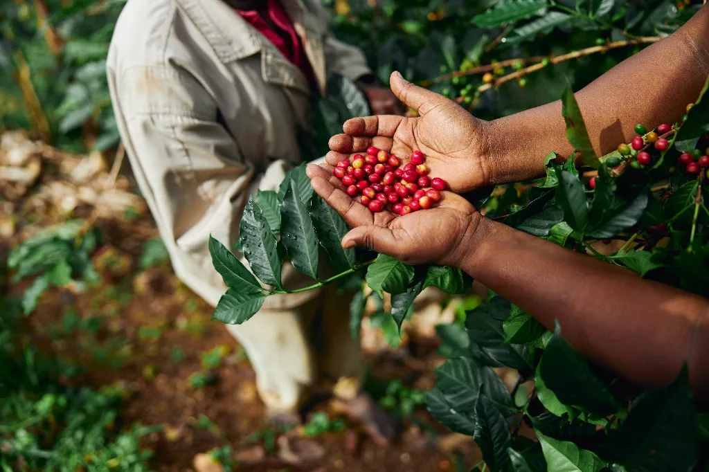 Cerises de café mûres tenues dans les mains
