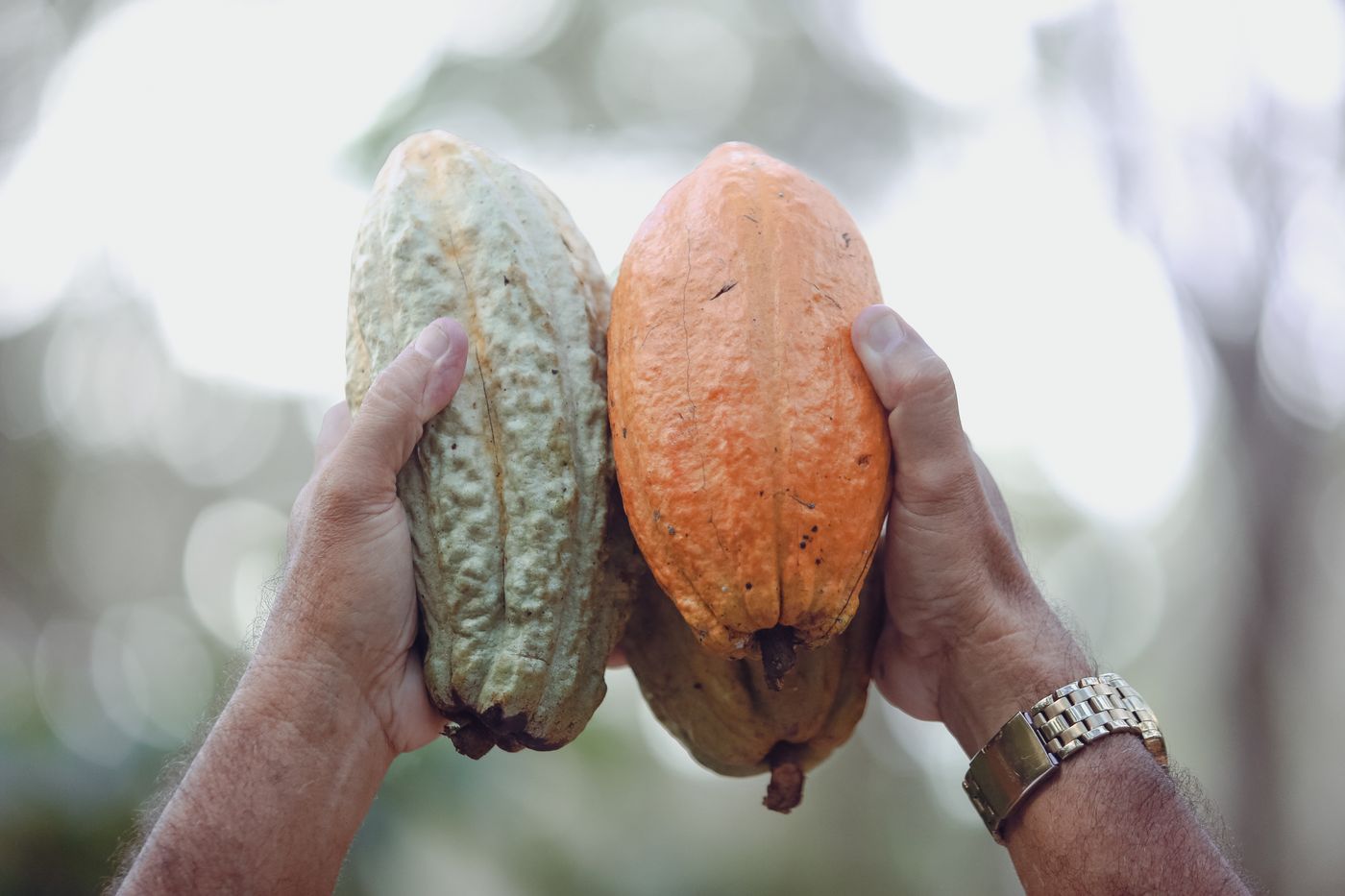Récolte de cabosses de cacao