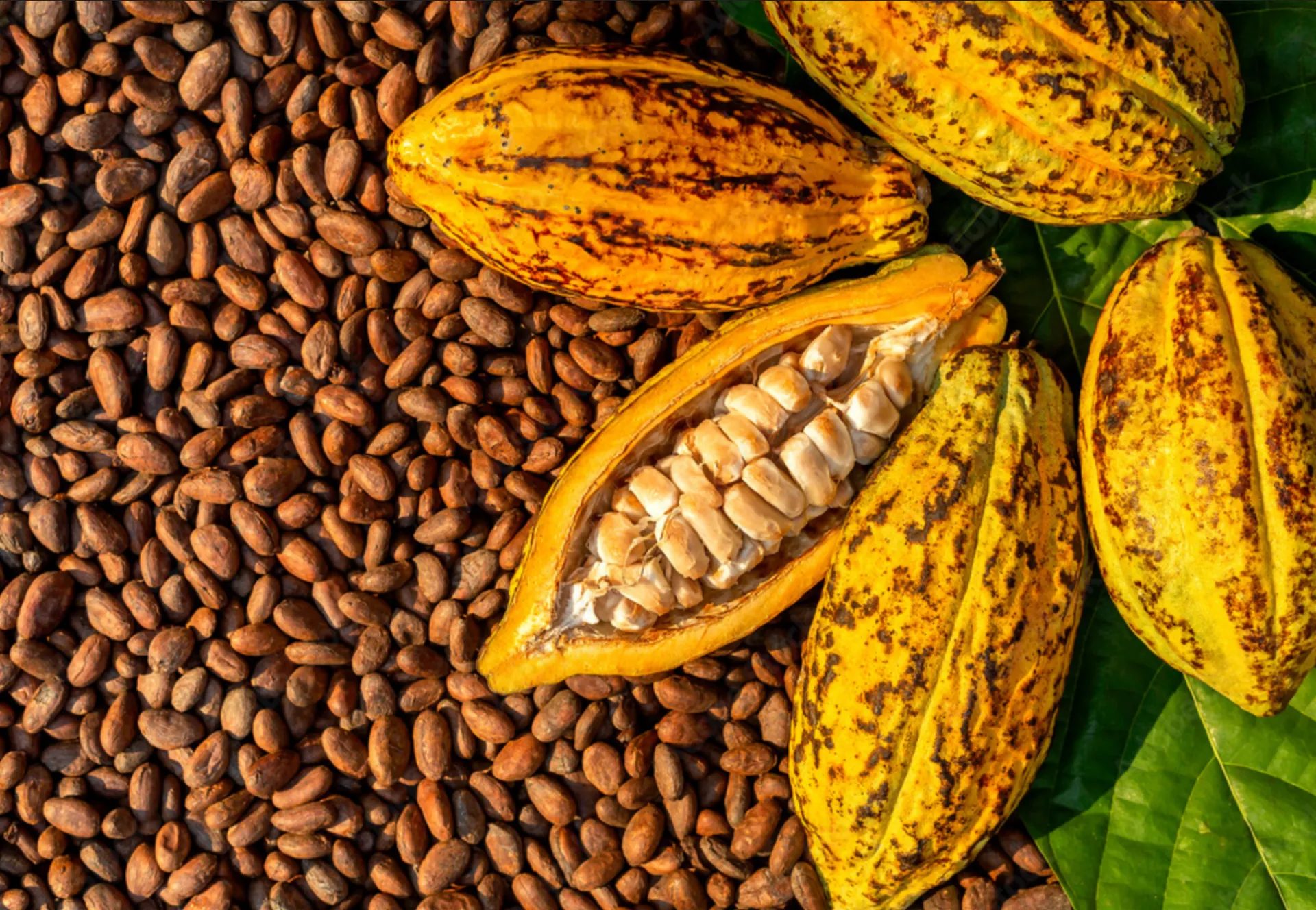 Dried cocoa beans and yellow pods, one opened