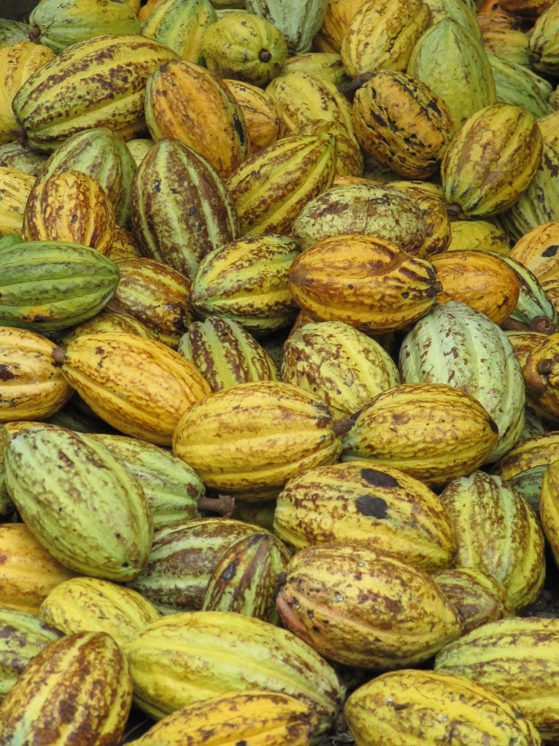Freshly harvested cocoa pods