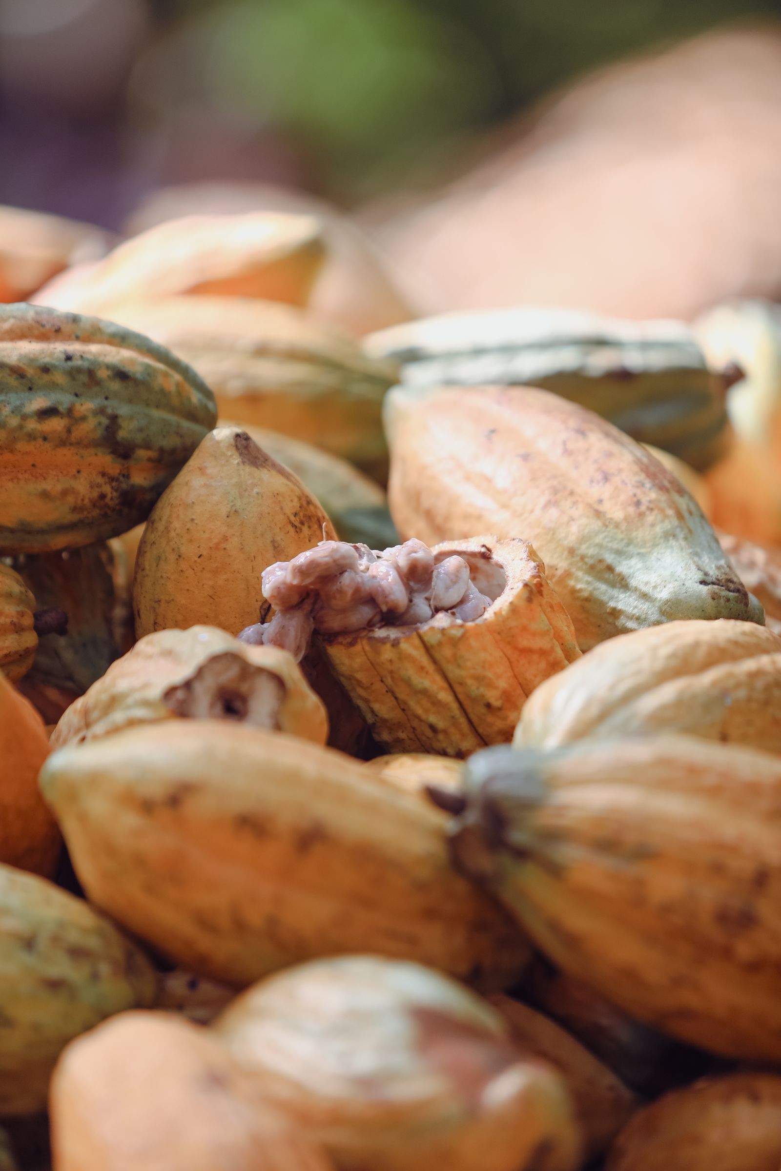 Open cocoa pod with beans and pulp