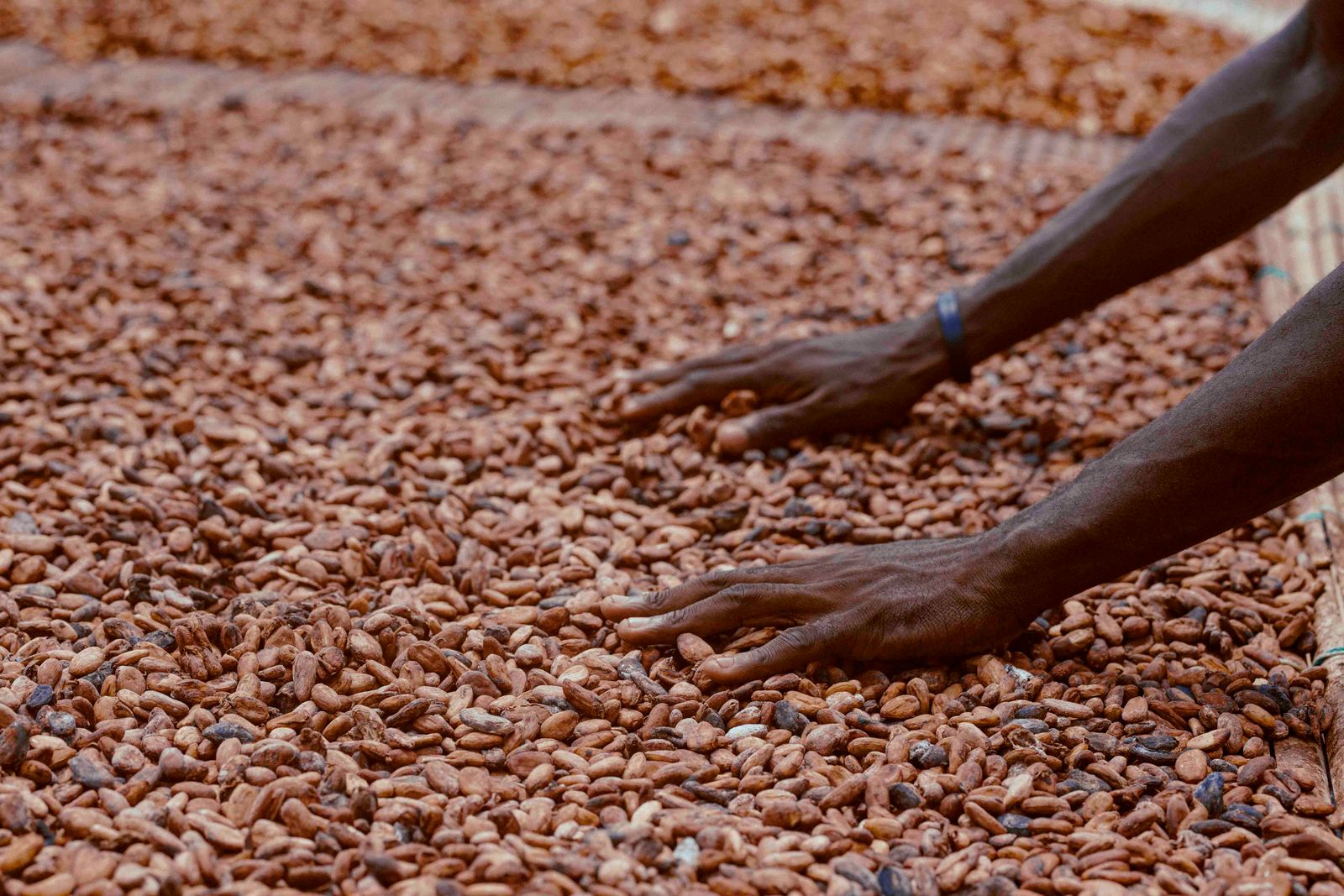 Cocoa beans drying